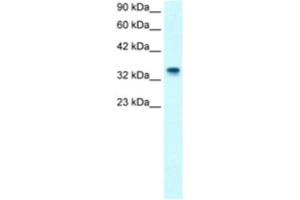 Western Blotting (WB) image for anti-Nucleophosmin (Nucleolar phosphoprotein B23, Numatrin) (NPM1) antibody (ABIN2460861) (NPM1 anticorps)