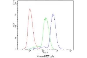 Flow cytometry testing of human U937 cells with HOXA11 antibody at 1ug/10^6 cells (blocked with goat sera) (Homeobox A11 anticorps  (AA 74-245))