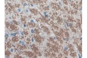 IHC-P analysis of Mouse Cerebrum Tissue, with DAB staining. (EGR4 anticorps  (AA 231-474))