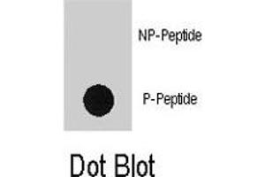 Dot blot analysis of RPS6KA1 (phospho S363) polyclonal antibody  on nitrocellulose membrane. (RPS6KA1 anticorps  (pSer363))