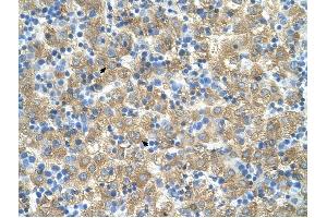 MARVELD3 antibody was used for immunohistochemistry at a concentration of 4-8 ug/ml to stain Hepatocytes (arrows) in Human Liver. (MARVELD3 anticorps  (Middle Region))