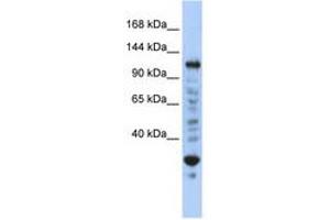 Image no. 1 for anti-Nuclear Transcription Factor, X-Box Binding 1 (NFX1) (N-Term) antibody (ABIN6740397) (NFX1 anticorps  (N-Term))