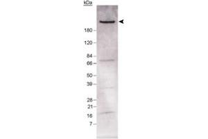 Western blot analysis of Fasn in mouse liver lysate using Fasn polyclonal antibody . (Fatty Acid Synthase anticorps)