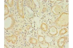 Immunohistochemistry of paraffin-embedded human kidney tissue using ABIN7154273 at dilution of 1:100