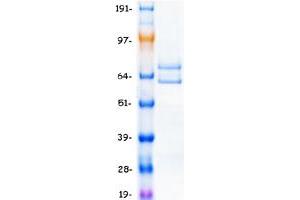 Validation with Western Blot (Cullin 1 Protein (CUL1) (Myc-DYKDDDDK Tag))