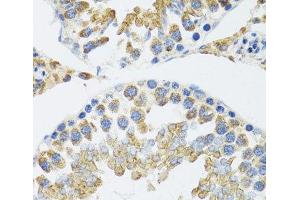 Immunohistochemistry of paraffin-embedded Mouse testis using POLG2 Polyclonal Antibody at dilution of 1:100 (40x lens). (POLG2 anticorps)
