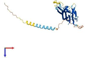 AlphaFold protein structure predicition of Human Recombinant LTB Protein, UniprotID Q06643