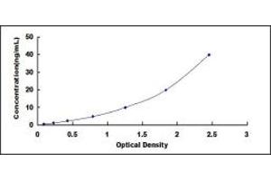 Angiopoietin-Like 6 (ANGPTL6) ELISA Kit