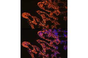 Immunofluorescence analysis of Mouse lung cells using Caveolin-1 antibody (ABIN6131271, ABIN6137992, ABIN6137993 and ABIN6218615) at dilution of 1:100.