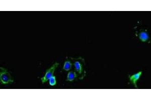 Immunofluorescent analysis of Hela cells using ABIN7149154 at dilution of 1:100 and Alexa Fluor 488-congugated AffiniPure Goat Anti-Rabbit IgG(H+L)