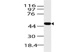 Image no. 1 for anti-Arrestin, beta 1 (ARRB1) (AA 150-318) antibody (ABIN5027058) (beta Arrestin 1 anticorps  (AA 150-318))