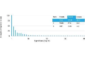 Protein Array (PAr) image for anti-Discs, Large Homolog 4 (Drosophila) (DLG4) antibody (ABIN7456076)
