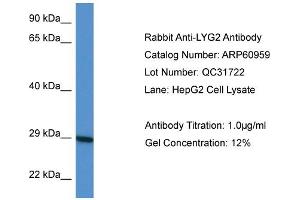 Western Blotting (WB) image for anti-Lysozyme G-Like 2 (LYG2) (Middle Region) antibody (ABIN2788633) (LYG2 anticorps  (Middle Region))