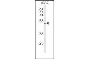 Western blot analysis of FLVC2 Antibody (C-term) in MCF-7 cell line lysates (35ug/lane). (FLVCR2 anticorps  (C-Term))