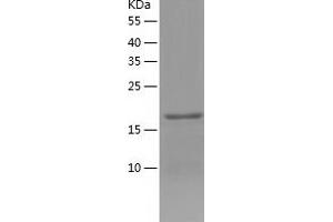 Western Blotting (WB) image for Glutathione Peroxidase 1 (GPX1) (AA 1-203) protein (His-IF2DI Tag) (ABIN7123127)