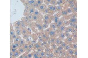 IHC-P analysis of Mouse Tissue, with DAB staining. (Growth Hormone 1 anticorps  (AA 28-216))