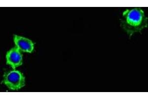 Immunofluorescent analysis of Hela cells using ABIN7164505 at dilution of 1:100 and Alexa Fluor 488-congugated AffiniPure Goat Anti-Rabbit IgG(H+L) (GPR82 anticorps  (AA 273-336))