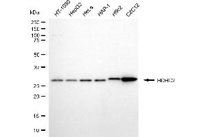 Western blotting analysis using HDHD2 antibody (ABIN7798835).
