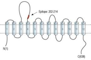 Representative domain view of the target of ABIN7043261. (GLYT1 anticorps  (2nd Extracellular Loop))