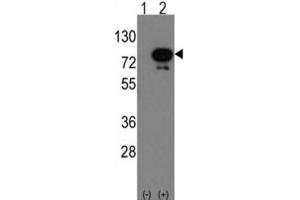 Western Blotting (WB) image for anti-Deformed Epidermal Autoregulatory Factor 1 (Drosophila) (DEAF1) antibody (ABIN3001569) (DEAF1 anticorps)