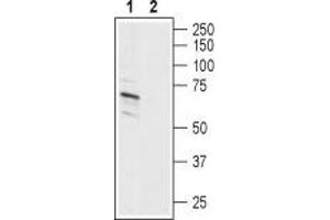 Western blot analysis of human SH-SY5Y neuroblastoma cell line lysate: - 1. (ASIC1 anticorps  (C-Term, Intracellular))