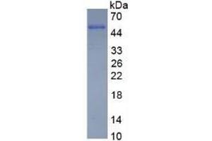 SDS-PAGE of Protein Standard from the Kit (Highly purified E.