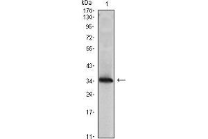 Western blot analysis using NME1 mAb against NME1(AA: 27-177)-hIgGFc transfected HEK293 cell lysate. (NME1 anticorps)