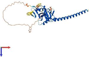 AlphaFold protein structure predicition of Mouse Recombinant Rassf4 Protein, UniprotID Q8CB96