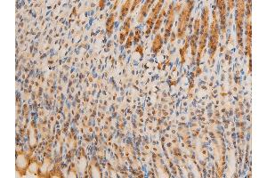 ABIN6267070 at 1/100 staining mouse gastric tissue sections by IHC-P.