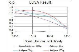 anti-Chromosome 17 Open Reading Frame 53 (C17ORF53) (AA 282-527) antibody
