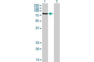 Western Blot analysis of ABCF2 expression in transfected 293T cell line by ABCF2 MaxPab polyclonal antibody.