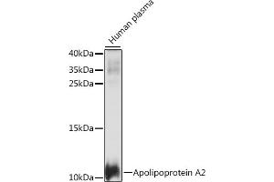 Western blot analysis of extracts of human plasma, using Apolipoprotein  antibody (ABIN7265634) at 1:1000 dilution. (APOA2 anticorps  (AA 1-100))