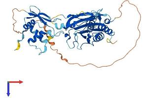 AlphaFold protein structure predicition of Human Recombinant IRF3 Protein, UniprotID Q14653