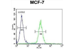 USF1 Antibody (Center) flow cytometric analysis of MCF-7 cells (right histogram) compared to a negative control cell (left histogram). (USF1 anticorps  (Middle Region))