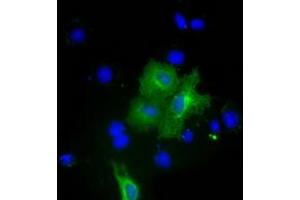 Immunofluorescence (IF) image for anti-Pyruvate Kinase, Liver and RBC (PKLR) antibody (ABIN1500246) (PKLR anticorps)