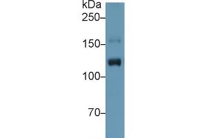 Western Blot; Sample: Human Placenta lysate; Primary Ab: 1µg/ml Rabbit Anti-Human ITIH4 Antibody Second Ab: 0. (ITIH4 anticorps  (AA 29-157))