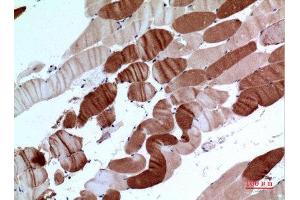 Immunohistochemistry (IHC) analysis of paraffin-embedded Human Muscle, antibody was diluted at 1:100.