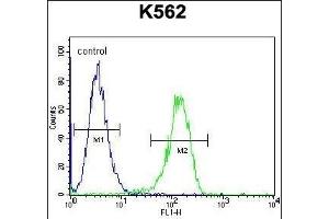 TTBK2 Antibody (N-term) (ABIN656096 and ABIN2845439) flow cytometric analysis of K562 cells (right histogram) compared to a negative control cell (left histogram). (TTBK2 anticorps  (N-Term))
