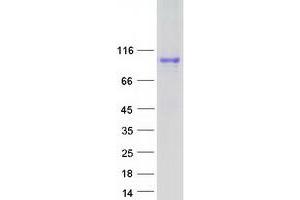 Validation with Western Blot