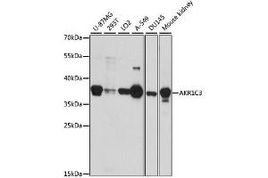 Western blot analysis of extracts of various cell lines, using AKR1C3 antibody.