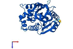 AlphaFold protein structure predicition of Mouse Recombinant Nnmt Protein, UniprotID O55239