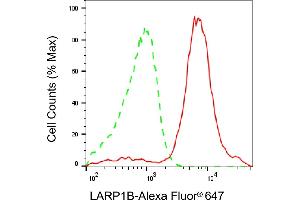 Flow cytometric analysis of LARP1B expression in HAP-1 cells using LARP1B antibody (ABIN7799223), 1:2,000). (LARP1B anticorps)