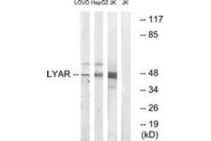 Western blot analysis of extracts from Jurkat/HepG2/LOVO cells, using LYAR Antibody. (LYAR anticorps  (AA 241-290))