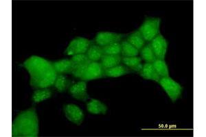Immunofluorescence of purified MaxPab antibody to PTTG1 on 293 cell. (PTTG1 anticorps  (AA 1-202))