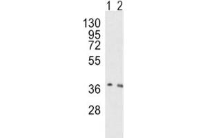 Western blot analysis of OGG1 antibody and human HeLa (lane 1), mouse NIH3T3 (2) lysate