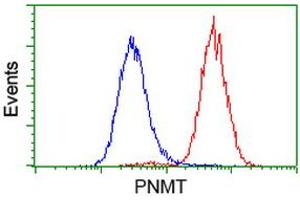 Image no. 3 for anti-Phenylethanolamine N-Methyltransferase (PNMT) antibody (ABIN1500308) (PNMT anticorps)
