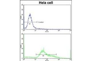 Flow cytometric analysis of hela cells using STR Antibody (C-term)(bottom histogram) compared to a negative control cell (top histogram)FITC-conjugated goat-anti-rabbit secondary antibodies were used for the analysis. (STRAP anticorps  (C-Term))