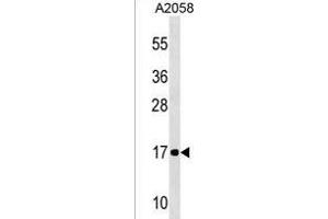 NDUFA12 Antibody (C-term) (ABIN1536636 and ABIN2850177) western blot analysis in  cell line lysates (35 μg/lane). (NDUFA12 anticorps  (C-Term))