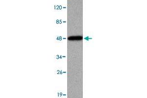 Western blot analysis of KDM3A monoclonal antibody  at 1 : 2000 dilution interacts with recombinant KDM3A protein with a His tag. (KDM3A anticorps  (N-Term))