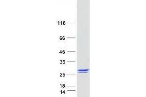 Validation with Western Blot (RANGRF Protein (Myc-DYKDDDDK Tag))